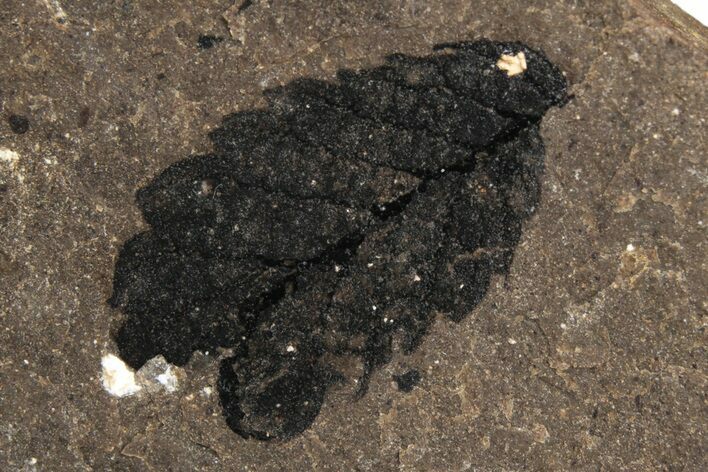 Fossil Leaf - McAbee Fossil Beds, BC #237736